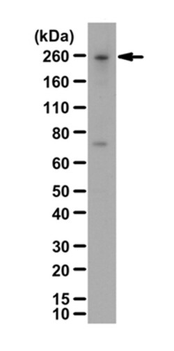 MilliporeSigma Rabbit anti-Myosin-10/MYH10/Myosin IIB, Polyclonal, 100&mu;g:Antibodies,